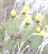 Image of Petrophile drummondii Meissn.