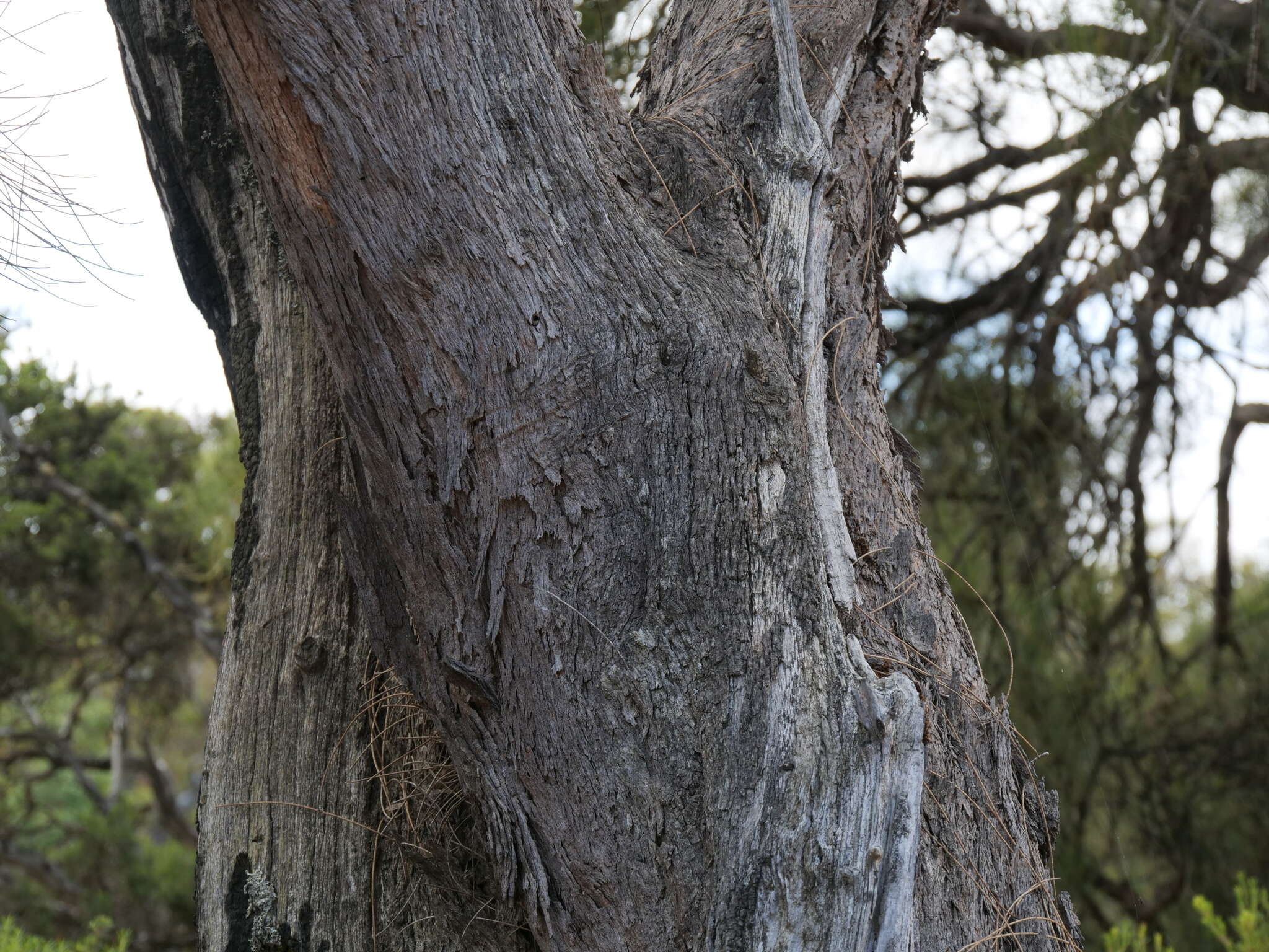 Image of Allocasuarina fraseriana (Miq.) L. A. S. Johnson