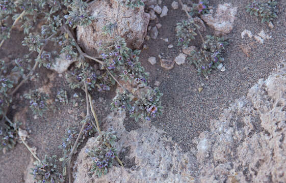 Image of Tiquilia atacamensis (Phil.) A. Richardson