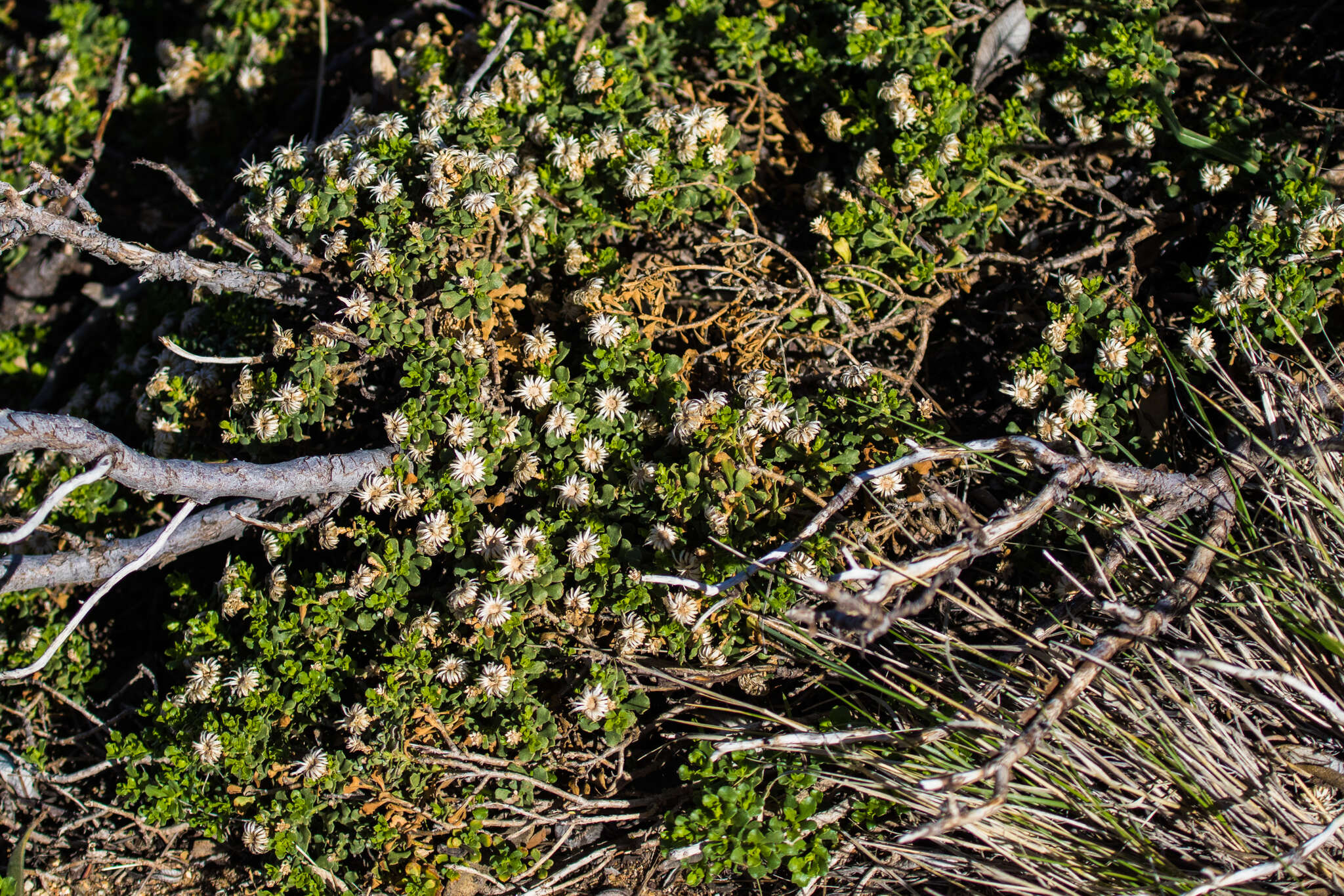 Image of cliff goldenbush