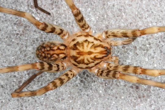 539.spdar lnp 01757 habitus dorsal jj xenoctenus sp img 3622 1432919076 jpg.580x360