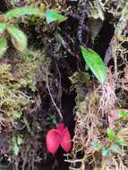 Image of Masdevallia deformis Kraenzl.