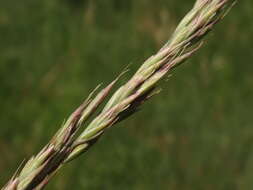 Image of Festuca rupicola Heuff.