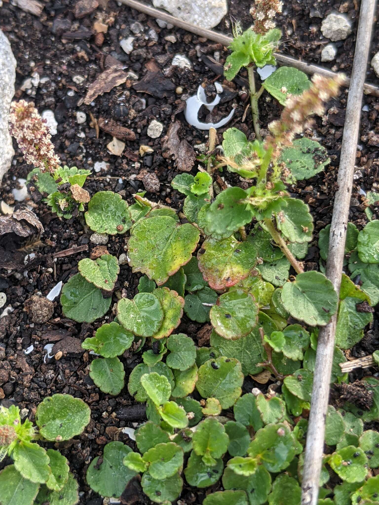 Imagem de Acalypha chamaedrifolia (Lam.) Müll. Arg.