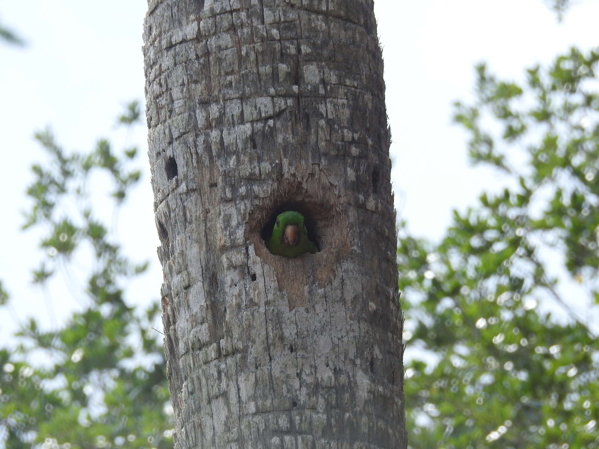 Image of Green Parakeet