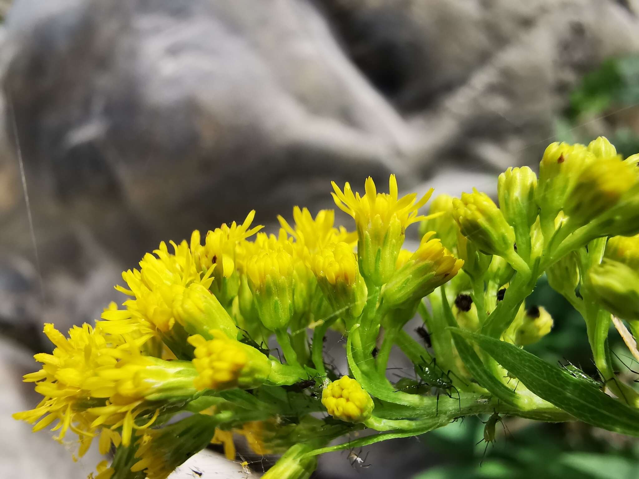 Image of Solidago pringlei Fern.