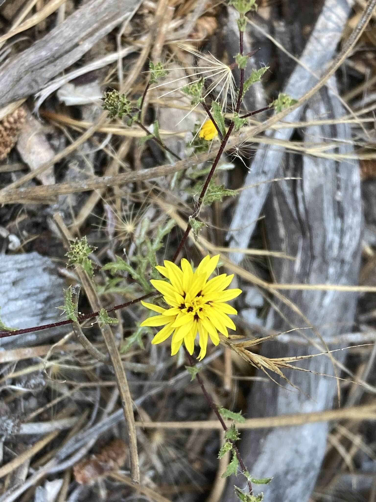 Plancia ëd Lessingia pectinata Greene