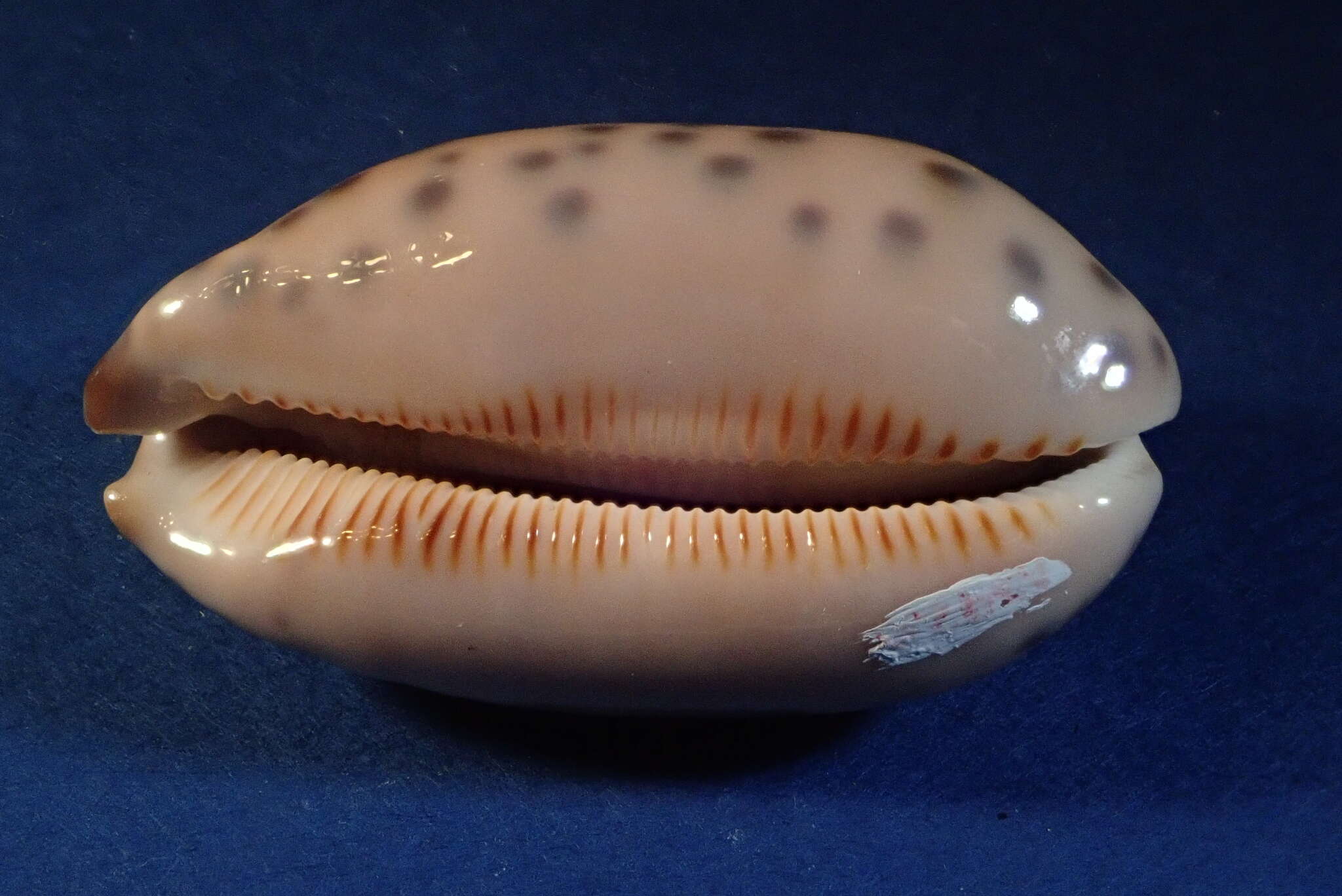 Image of jester cowrie