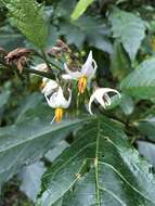 Image de <i>Solanum peikuoensis</i>