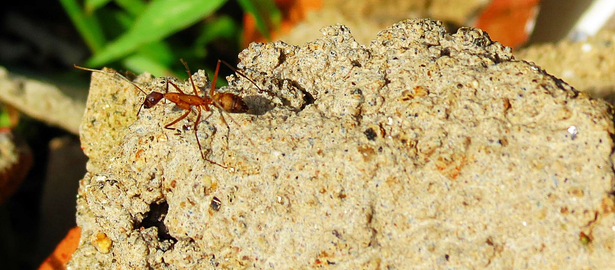 Imagem de Camponotus amoris Forel 1904