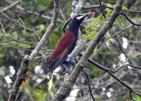 Image of Baudo Oropendola