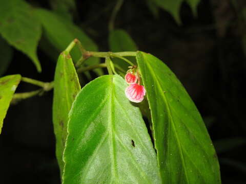 Image of Begonia peruviana A. DC.