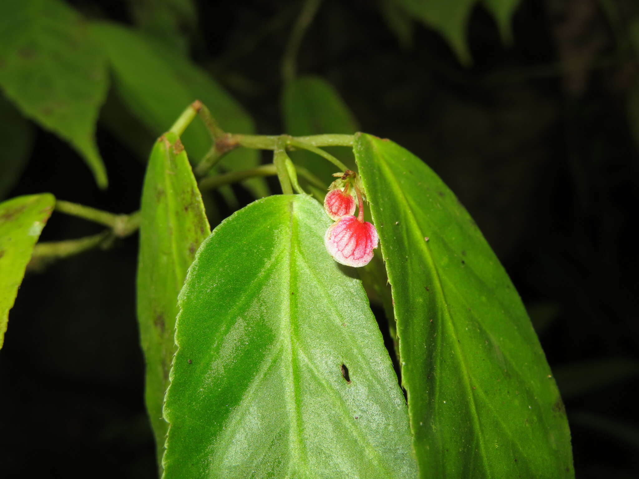 Image of Begonia peruviana A. DC.