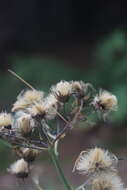 Image of Canadian hawkweed