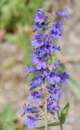 Слика од Penstemon mensarum Pennell