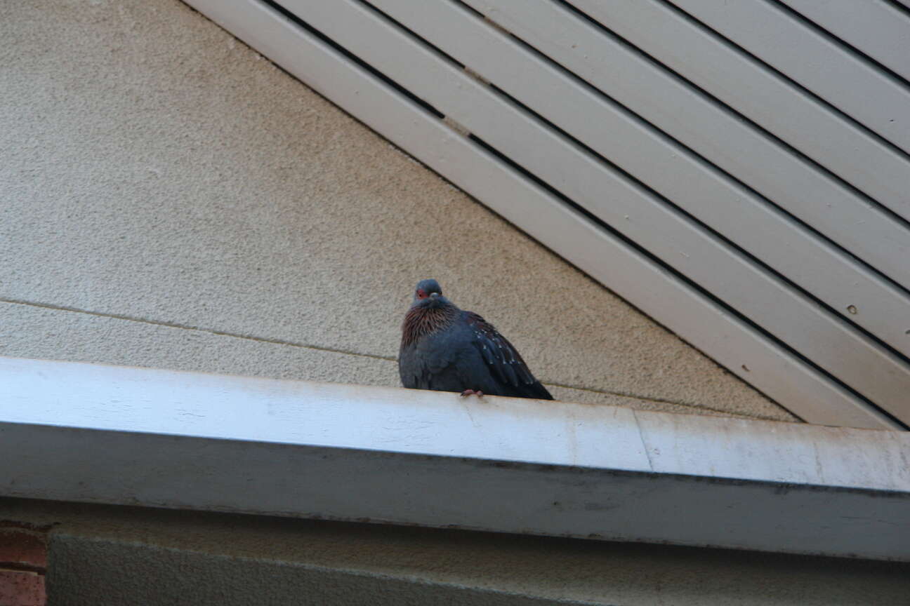 Image de Columba guinea phaeonota Gray & GR 1856