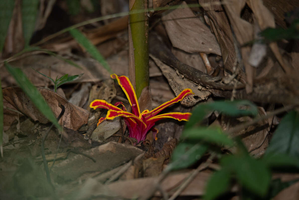 Image of Etlingera megalocheilos (Griff.) A. D. Poulsen