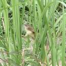 Prinia flaviventris sonitans Swinhoe 1860的圖片