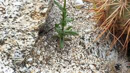 Image of California ragwort