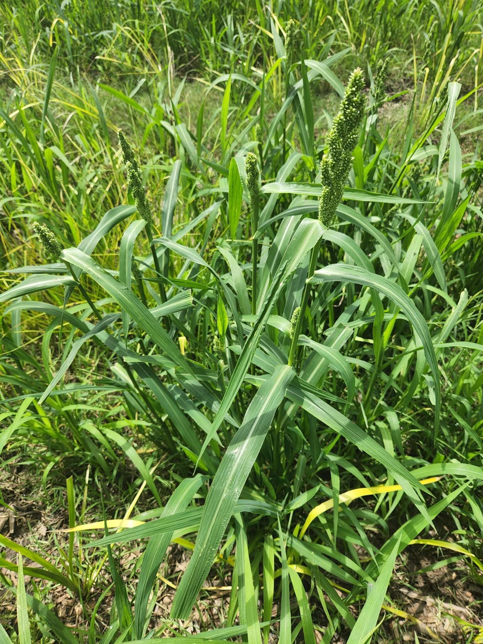 Echinochloa esculenta (A. Braun) H. Scholz resmi