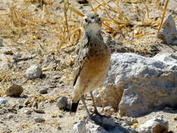 Image of Chersomanes albofasciata erikssoni (Hartert 1907)