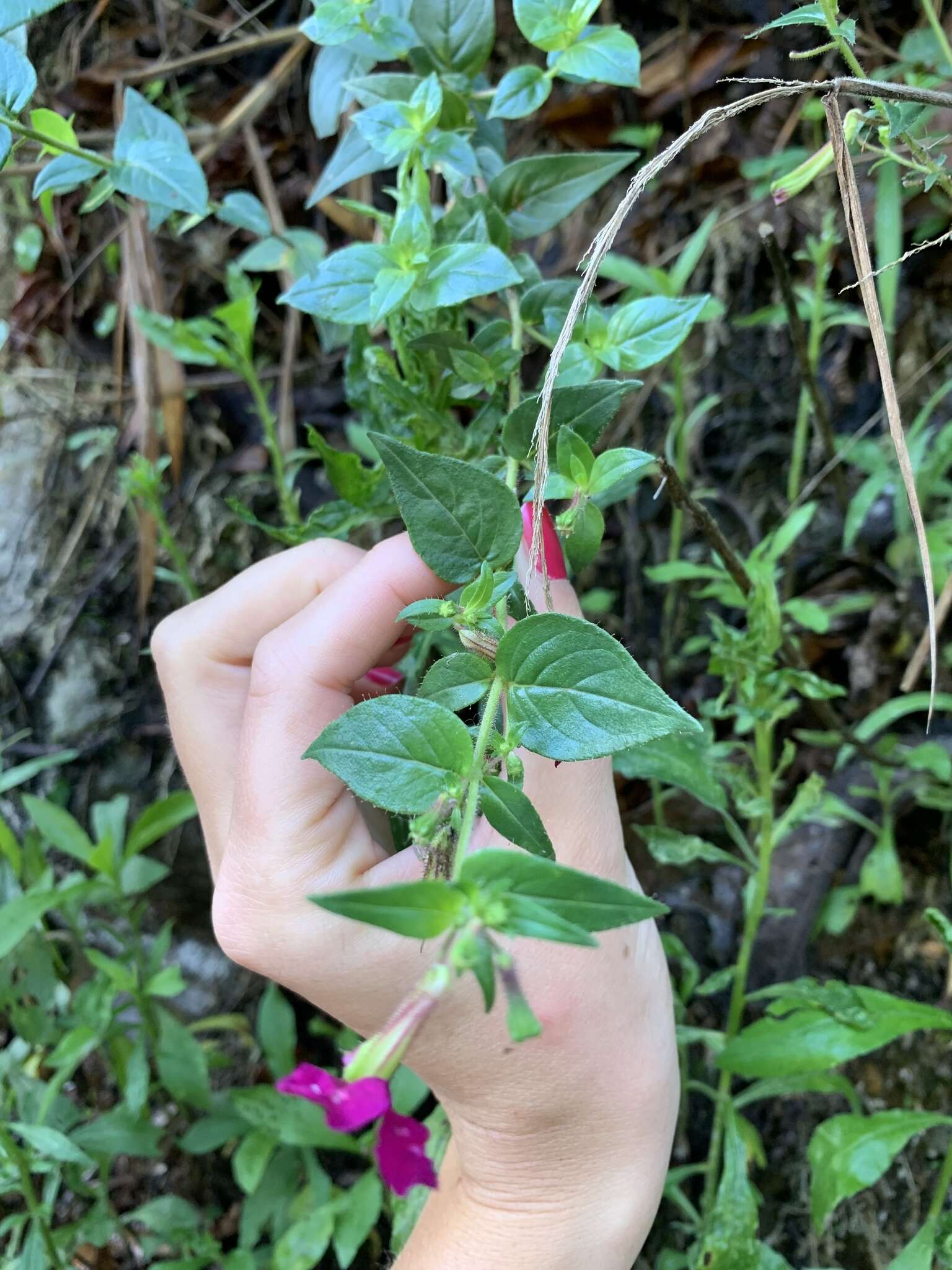 Image of Cuphea cordata Ruiz & Pav.