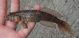 Image of Maude&#39;s shrimpgoby