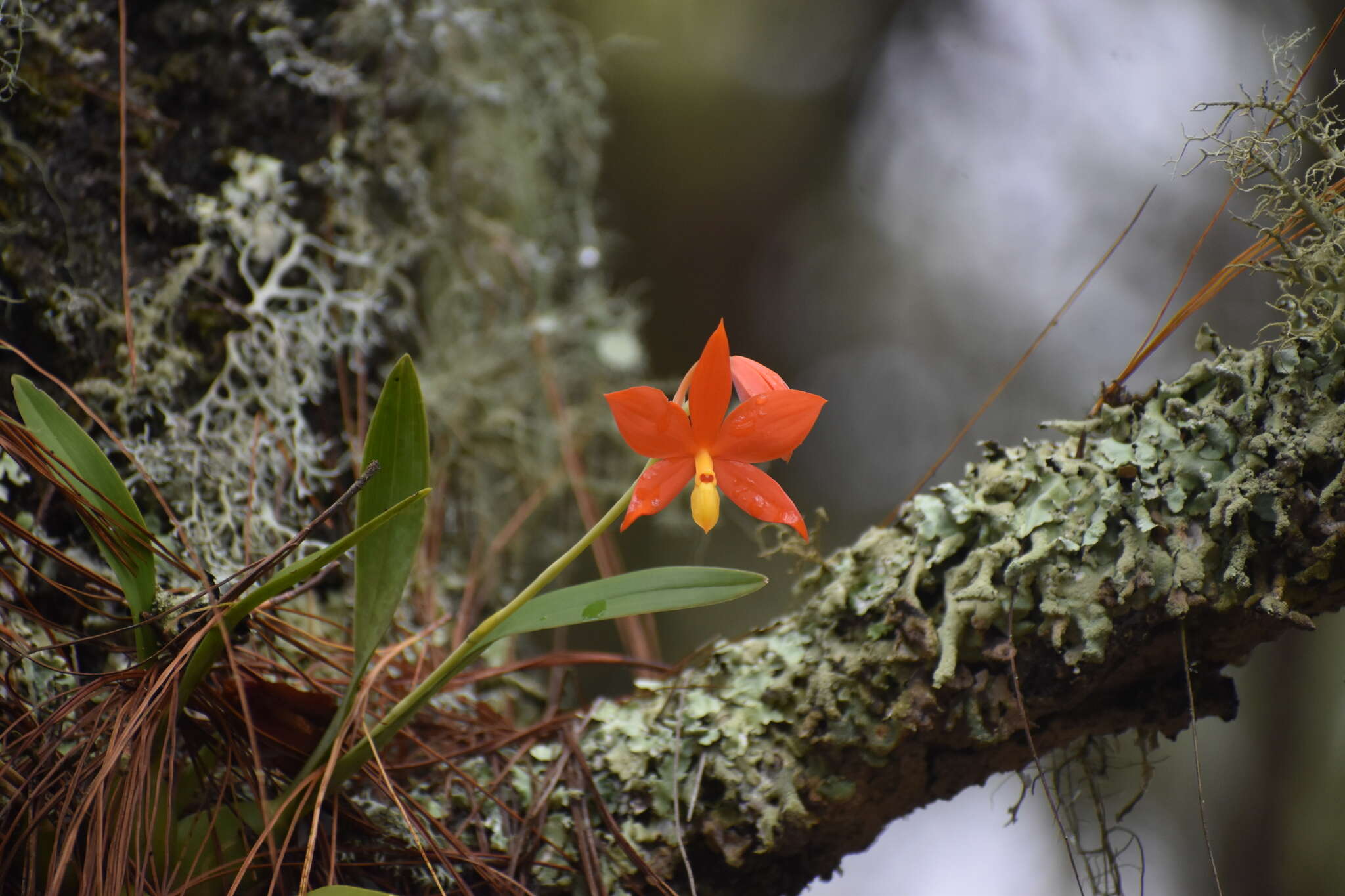 Image of Prosthechea vitellina (Lindl.) W. E. Higgins