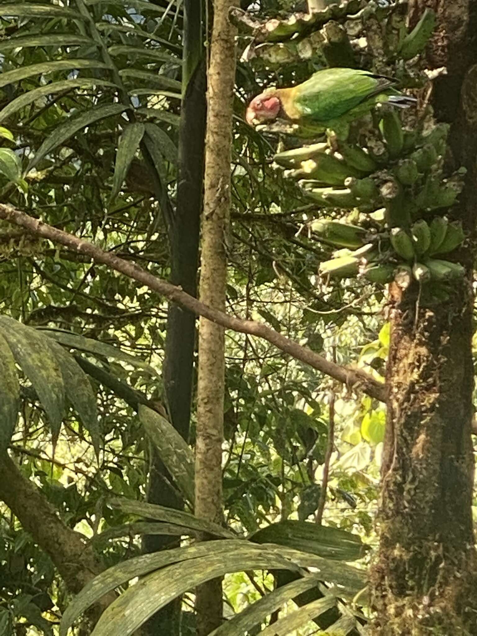 Image of Rose-faced Parrot