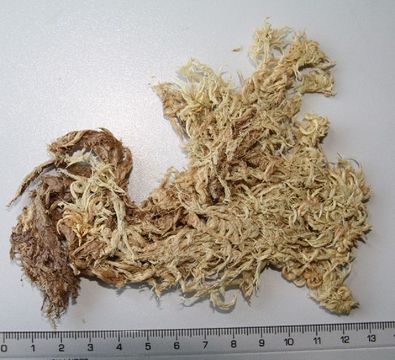 Image of sphagnum