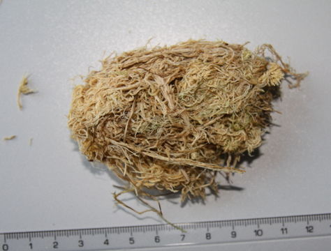 Image of sphagnum