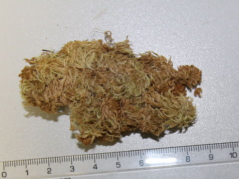Image of sphagnum