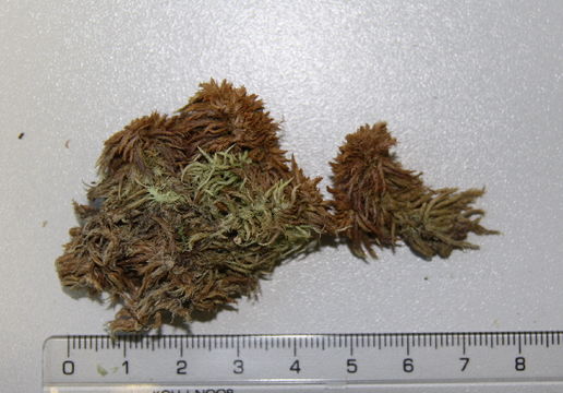Image of sphagnum