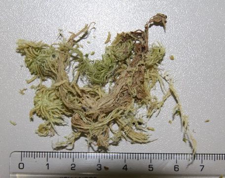 Image of sphagnum