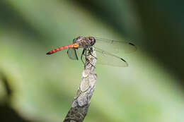 Sivun Elasmothemis cannacrioides (Calvert 1906) kuva