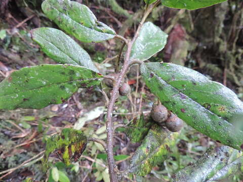 Image of Styrax trichocalyx Perkins