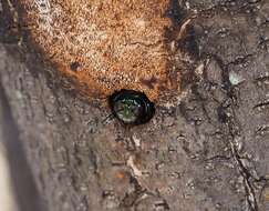 Plancia ëd Xylocopa aeratus (Smith 1851)