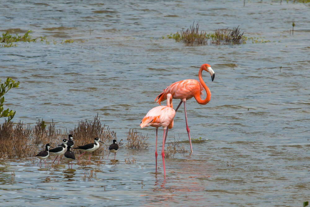 Imagem de Phoenicopterus ruber Linnaeus 1758