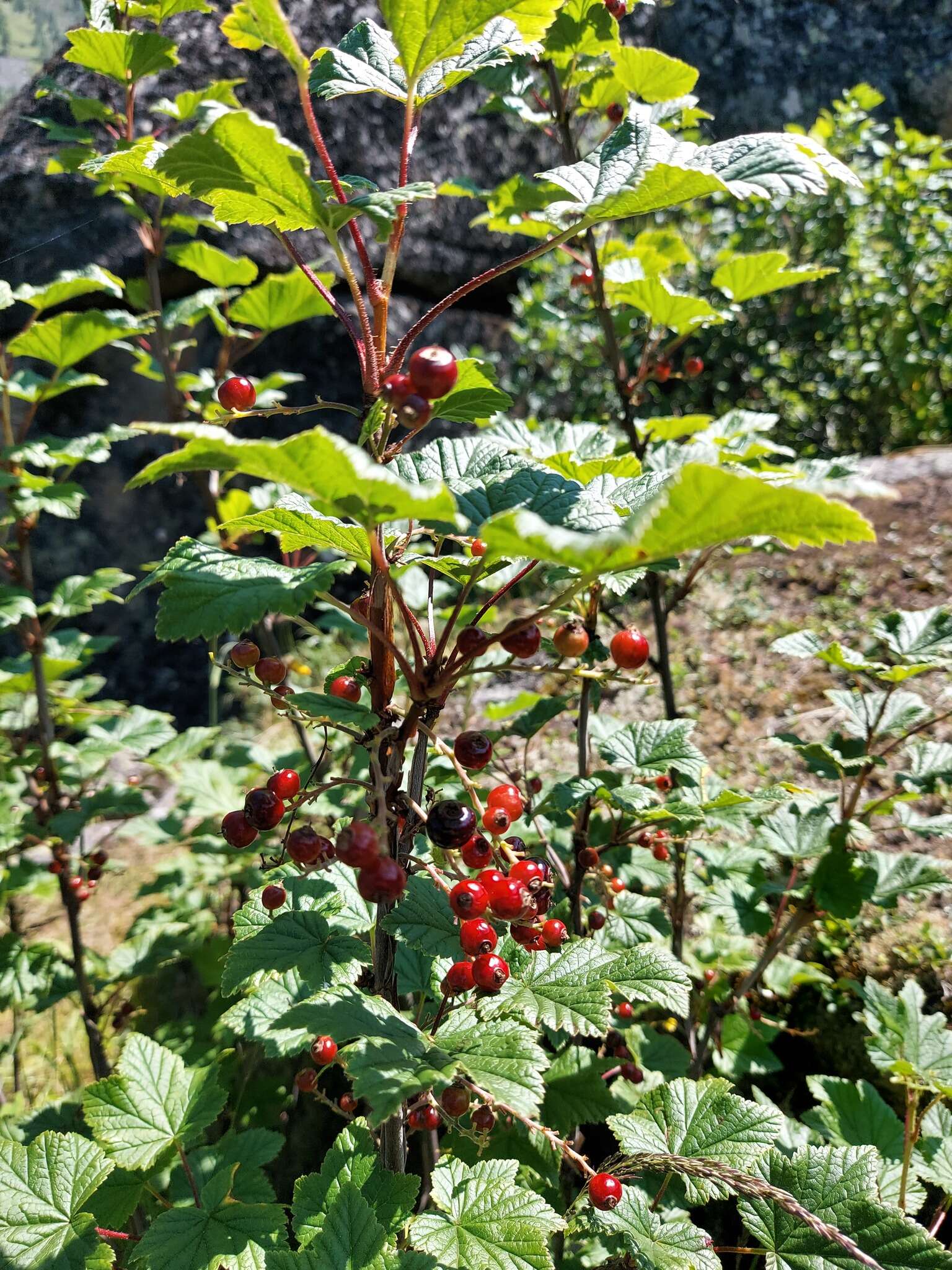 Image of Ribes altissimum Turcz. ex Pojark.