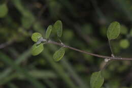 Image of Chenopodium allanii Aellen