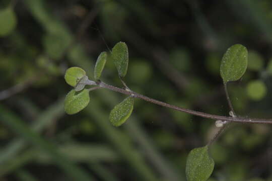 Image of Chenopodium allanii Aellen