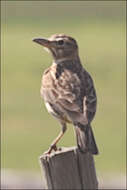 Image of Large-billed Lark