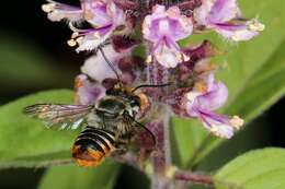 Imagem de Megachile ignescens Cockerell 1929