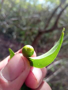 Image of Olax dissitiflora Oliver