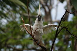 Image of Cacatua galerita triton Temminck 1849