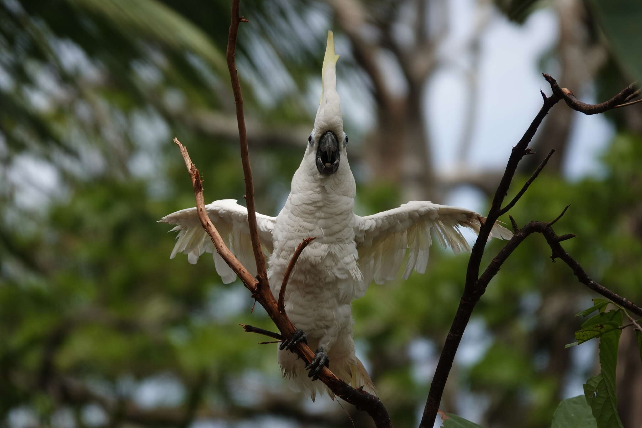 Image of Cacatua galerita triton Temminck 1849