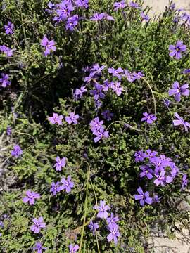 Image of Jamesbrittenia microphylla (L. fil.) O. M. Hilliard