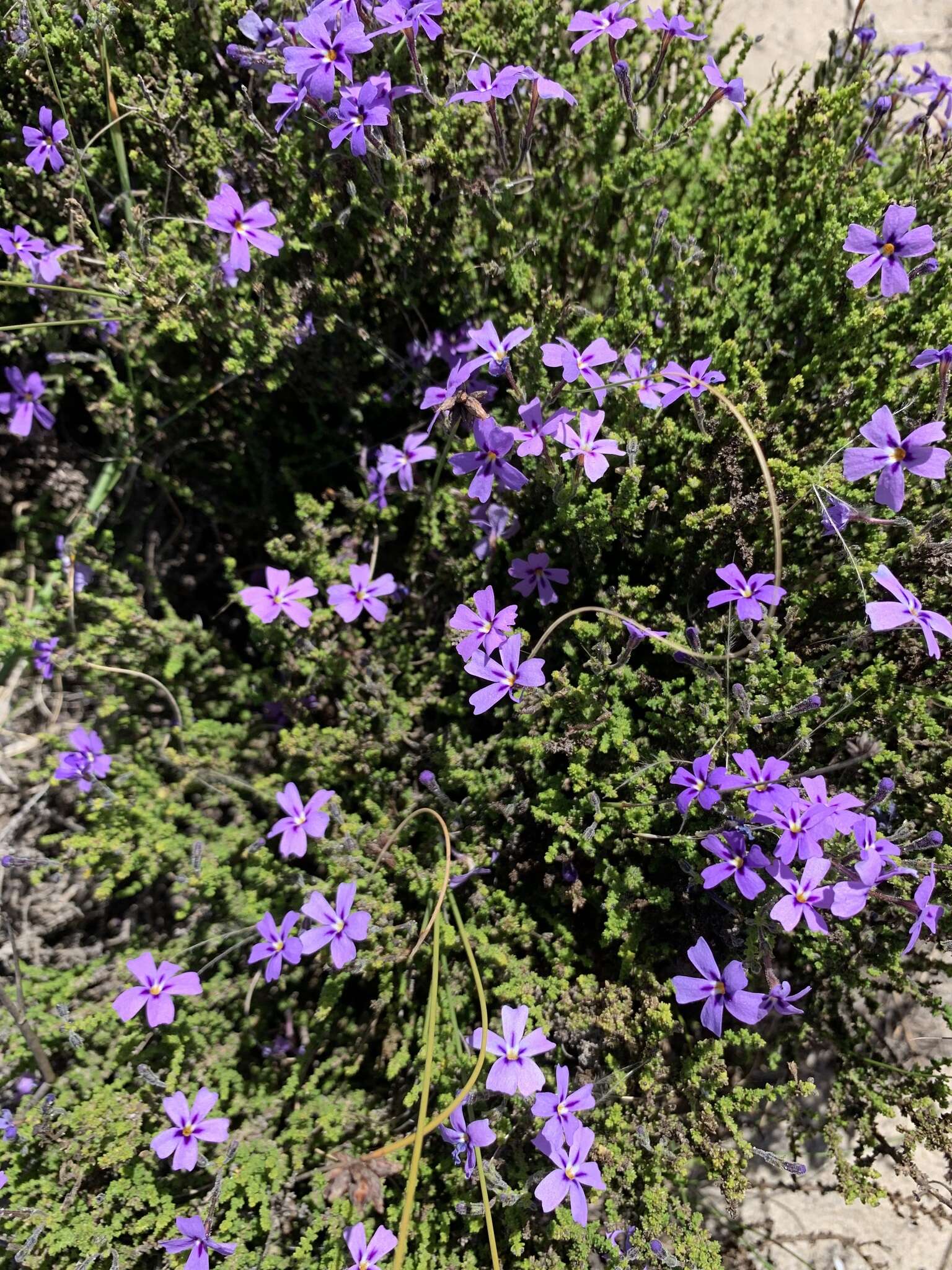 Image de Jamesbrittenia microphylla (L. fil.) O. M. Hilliard