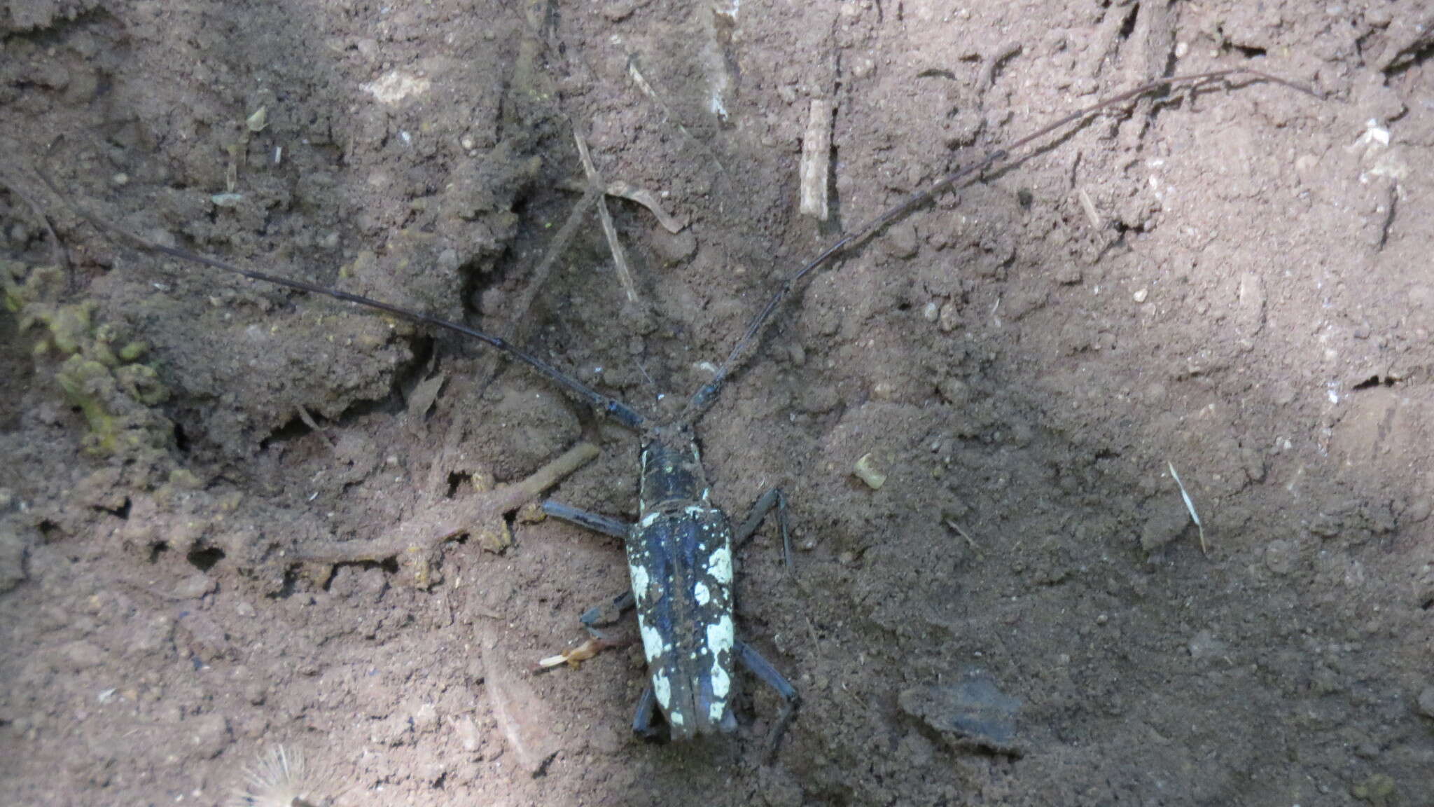 Слика од Neoptychodes cretatus (Bates 1872)