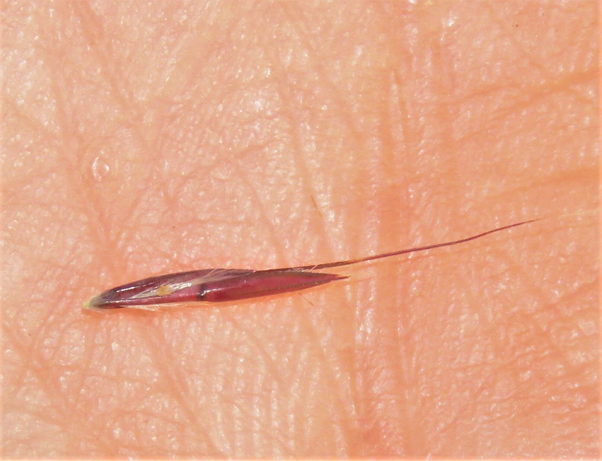 Image of Andropogon appendiculatus Nees